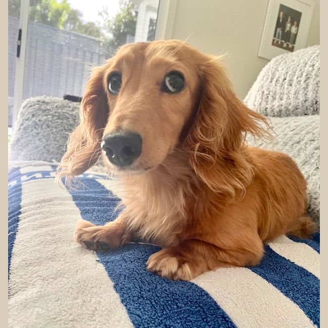 Photo of Sweet Little Rosie 