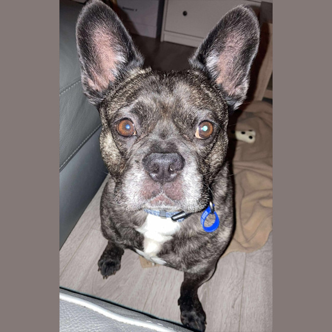 Photo of Buddy   6 Year Old Pug X French Bulldog