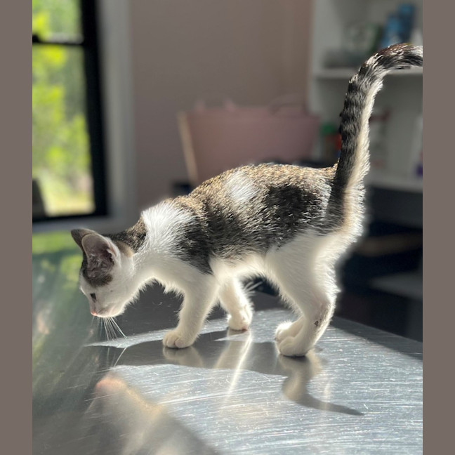 Photo of Mazda (8923)