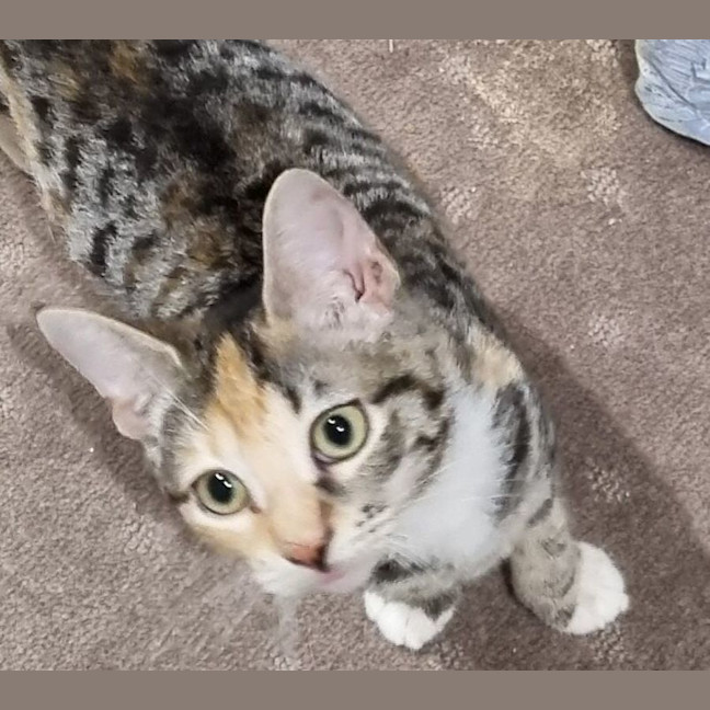 Photo of Callie