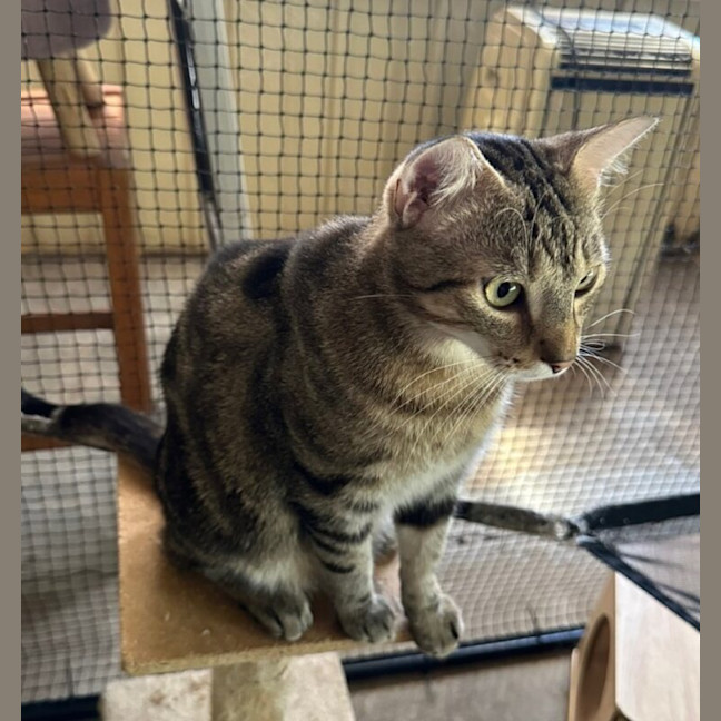 Photo of Tuppence