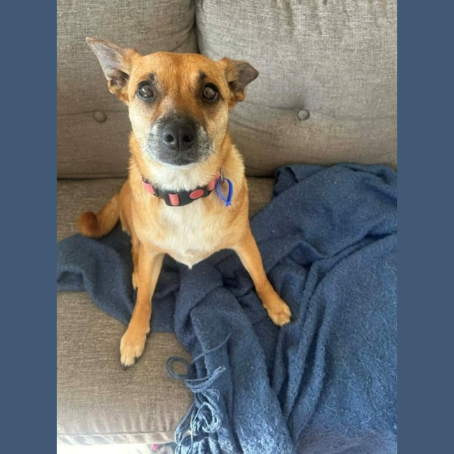 Photo of Remi   6 Year Old Jack Russell X, Girl