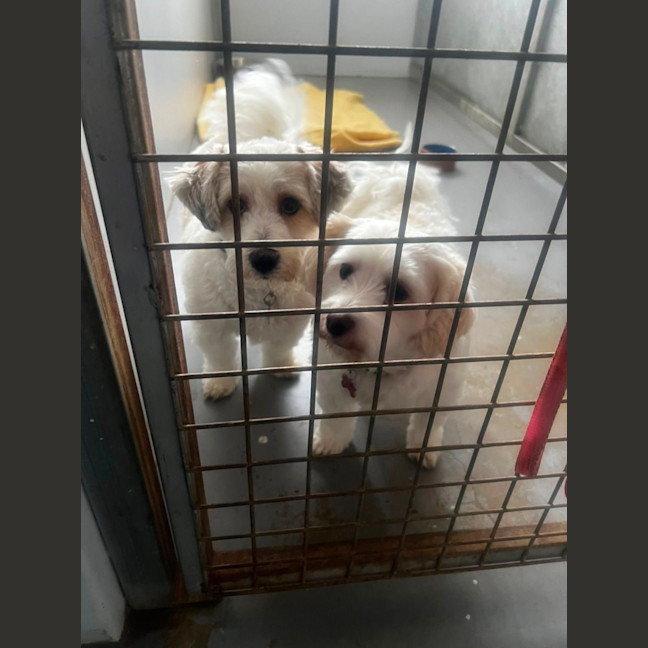 Photo of Barry & Maisy 