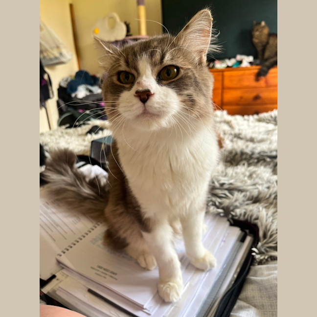 Photo of Oaken 😻 *9 Lives Project Rescue*