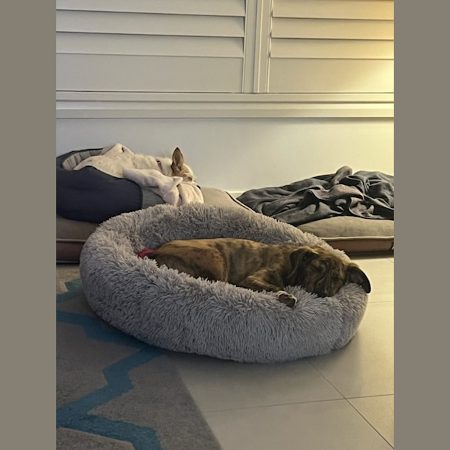 Photo of Tilly   8 Month Old Kelpie X