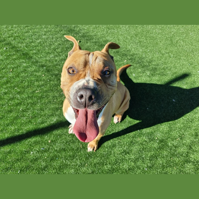 Photo of Pooh Imp 1087