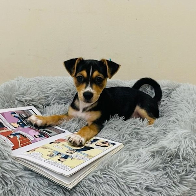 Photo of Rocco