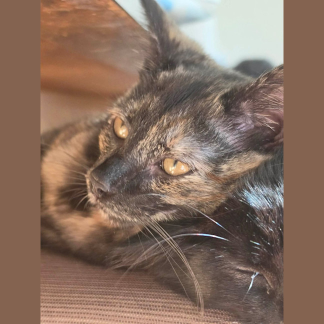 Photo of Tulip   In Foster Care In Healesville