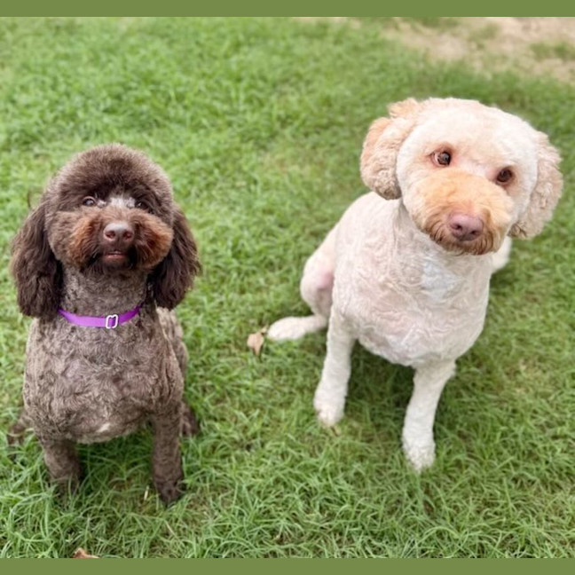 Photo of Ruby And Theo