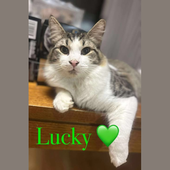 Photo of Lucky 