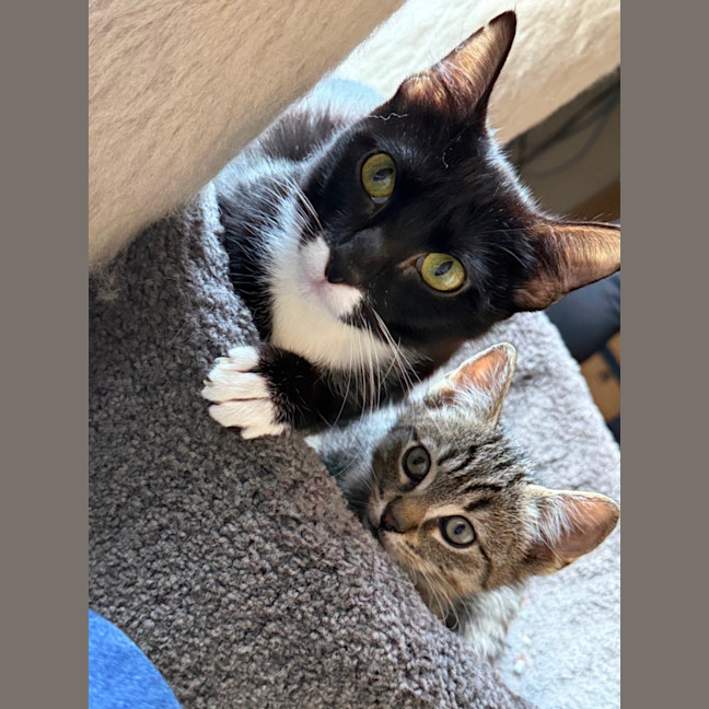 Photo of Galaxy Meet Me At Petstock Clyde North