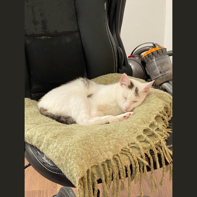 Photo of Indy