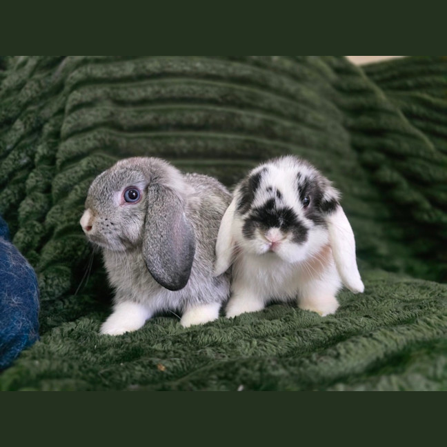 Photo of Puddles & Nimbus (Located In Wantirna South)