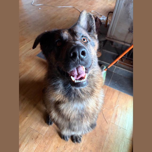 Photo of Sarge