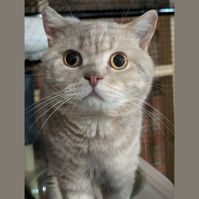 Photo of Professor Chaos