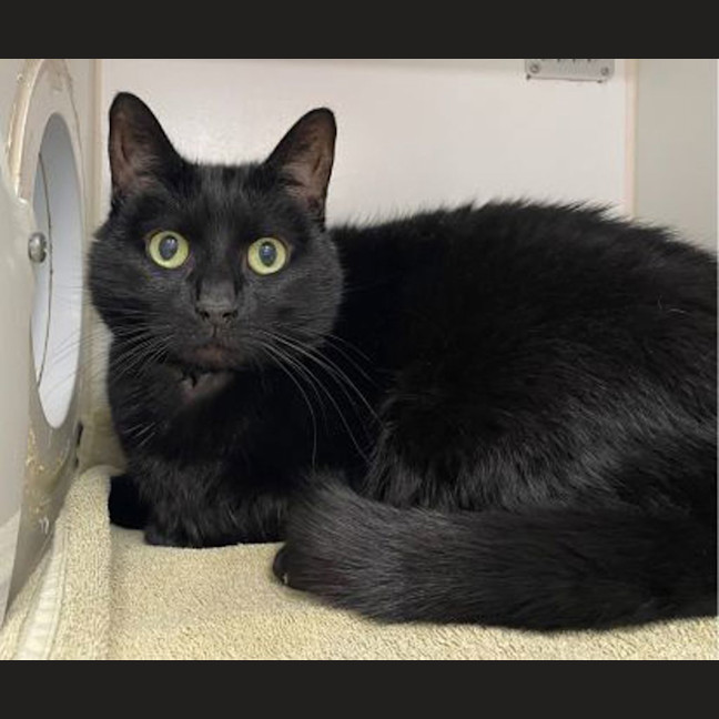 Photo of Pinot