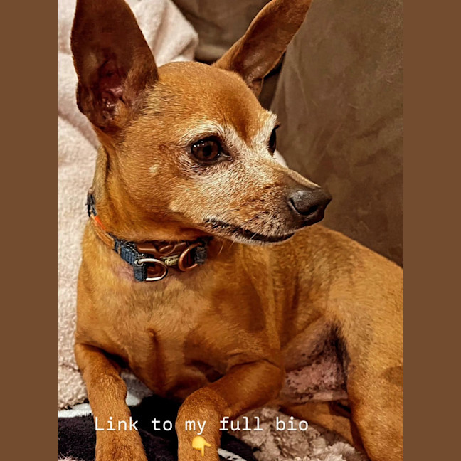 Photo of Shadow