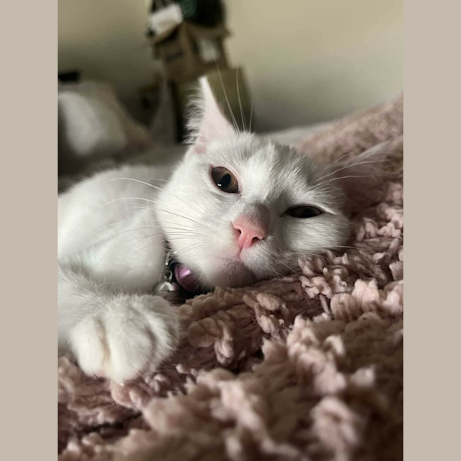 Photo of Vivi   In Foster Care In Avondale Heights