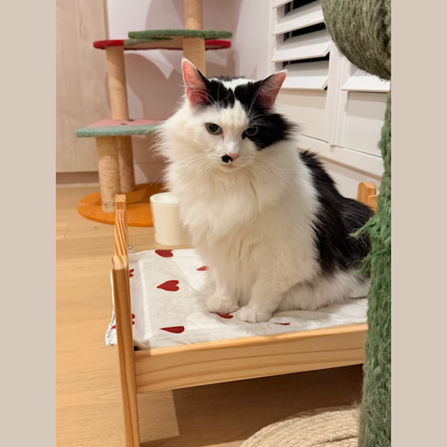 Photo of Beerus   In Foster Care In Northcote