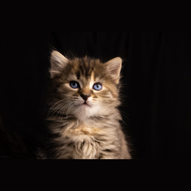 Photo of Nutmeg