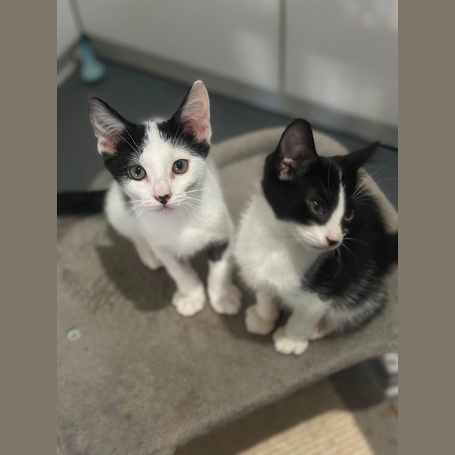 Photo of Parker 🧡💙