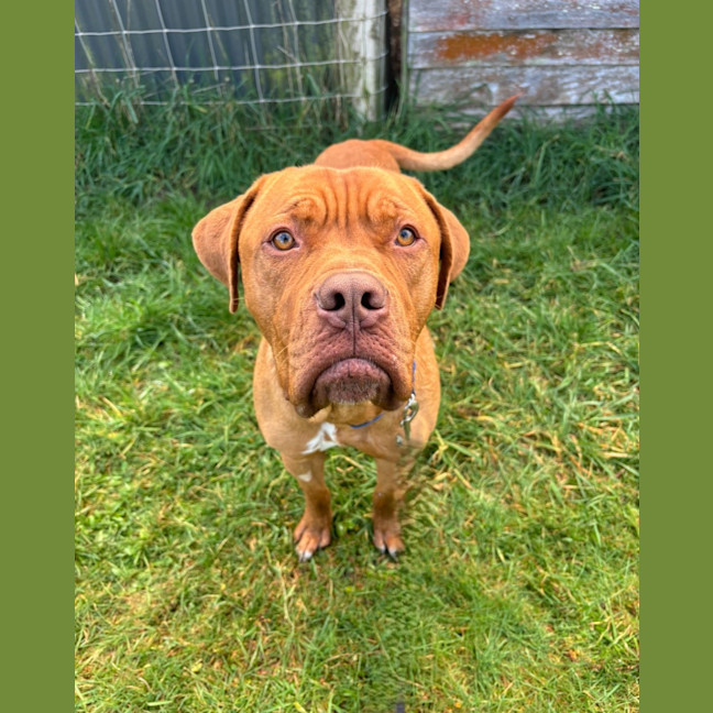 Photo of Otis