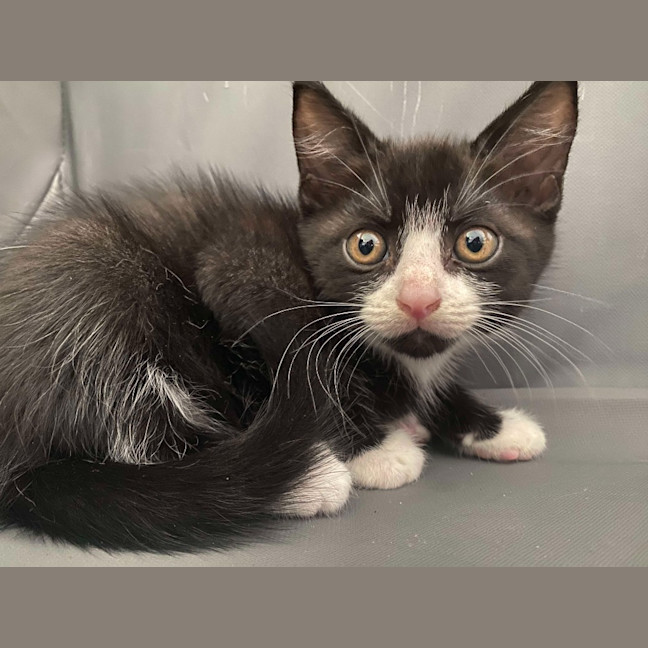 Photo of Willow (K41)