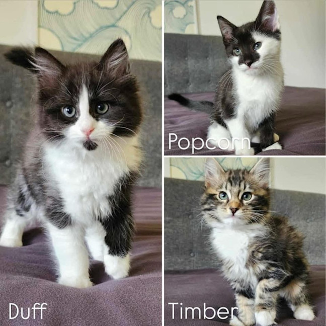 Photo of 11323/3/4   Duff, Popcorn & Timber