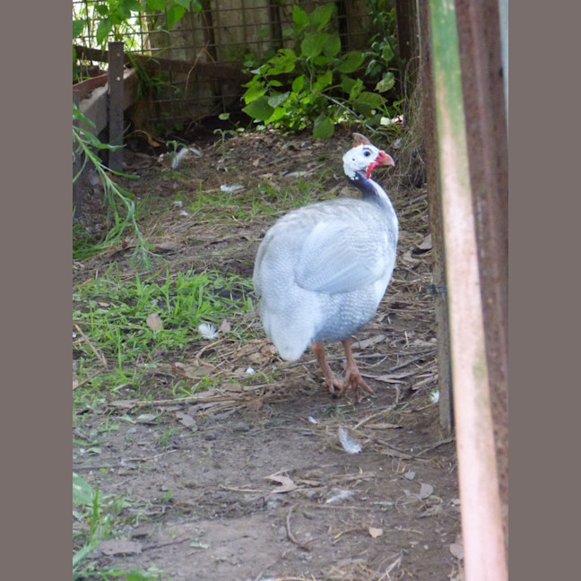 Photo of Guines Fowls