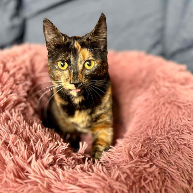 Photo of Vixen   In Foster Care In Bellfield