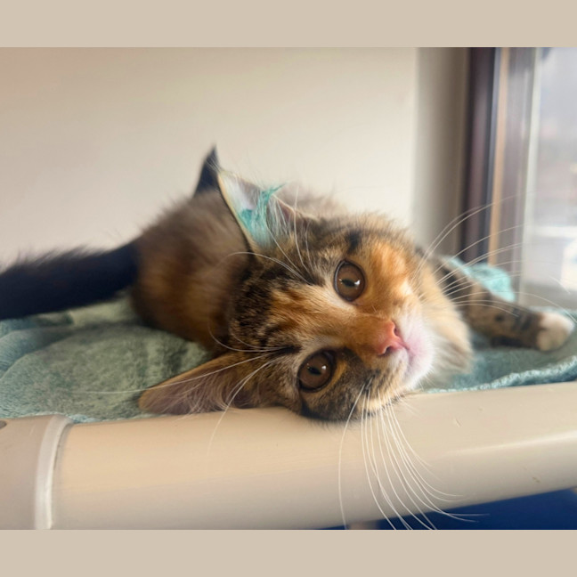 Photo of Lily