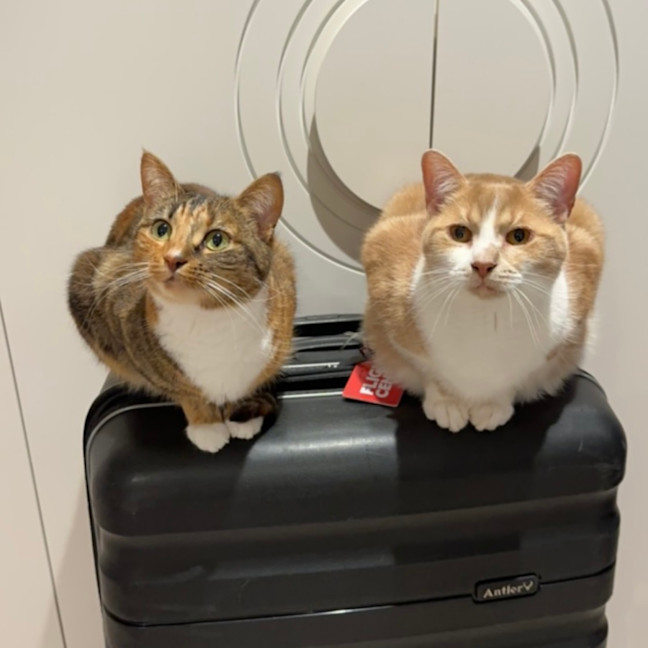 Photo of Nala & Bowie