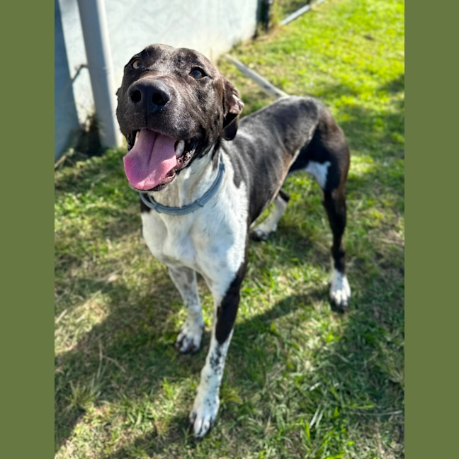 Photo of Maverick