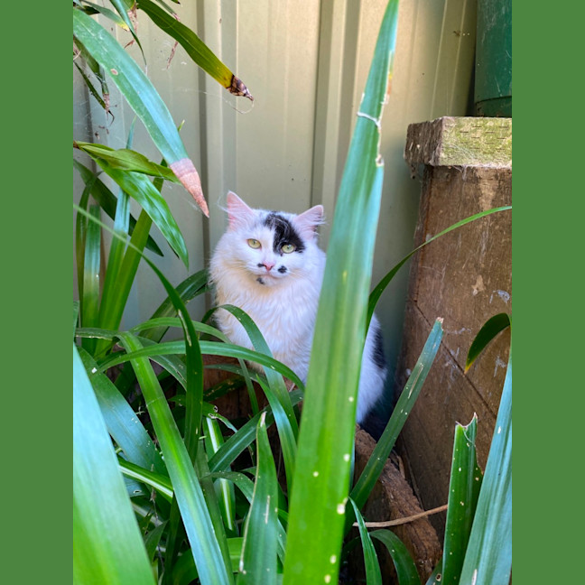 Photo of $100 Mama Z