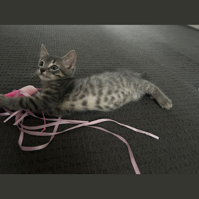 Photo of Tango