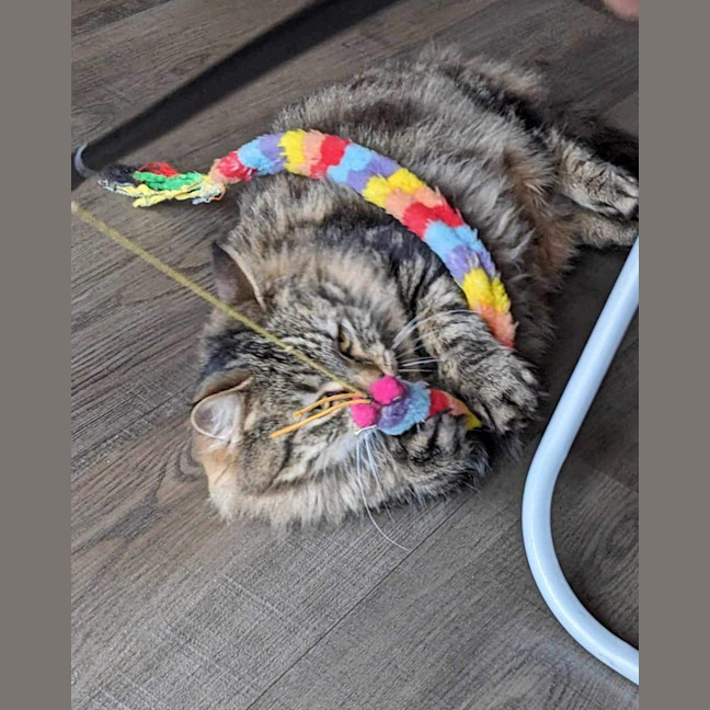 Photo of Felicity 🌹