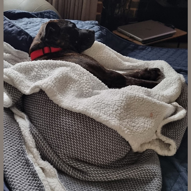 Photo of Bella