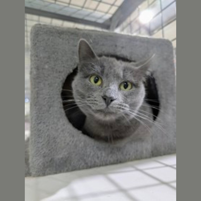 Photo of Biscuit