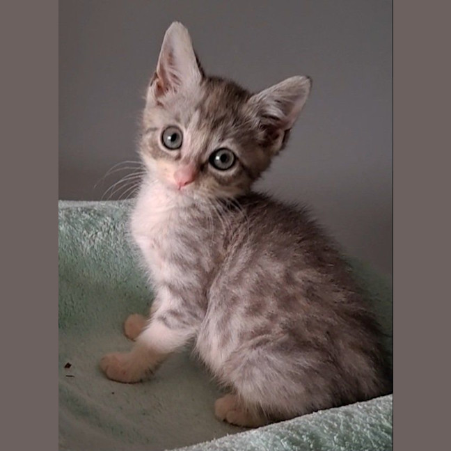 Photo of Niko