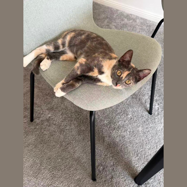 Photo of Luna