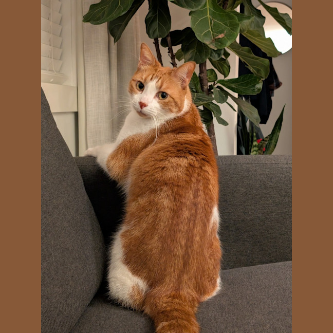 Photo of Gingie   In Foster Care In Brunswick East