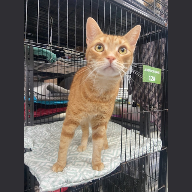 Photo of August   Now At Pet Quarters Morisset