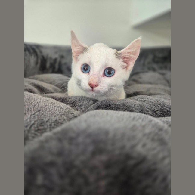 Photo of Aston