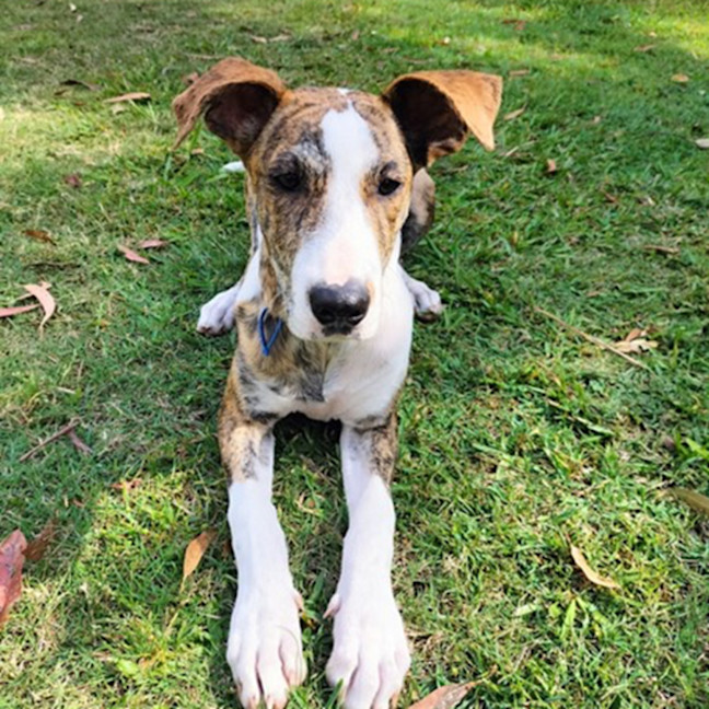 Photo of Dandie *$350 Adoption Fee*