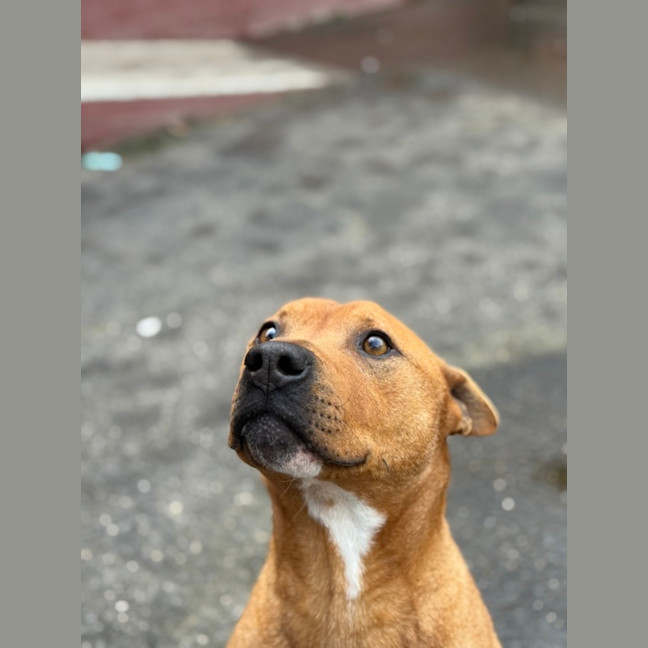 Photo of Beef Supreme