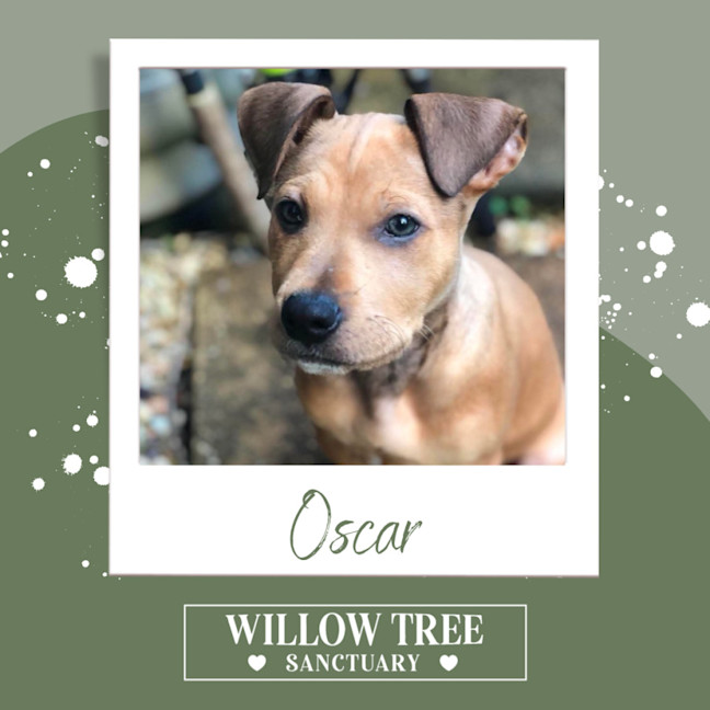 Photo of Oscar