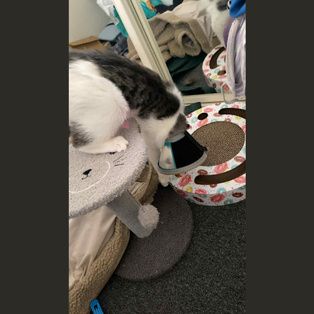 Photo of Goose