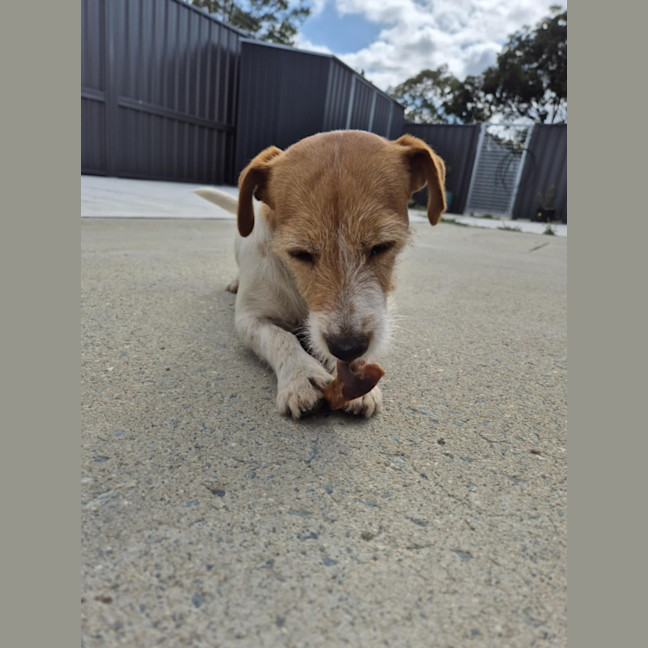 Photo of Aggie! 🌻