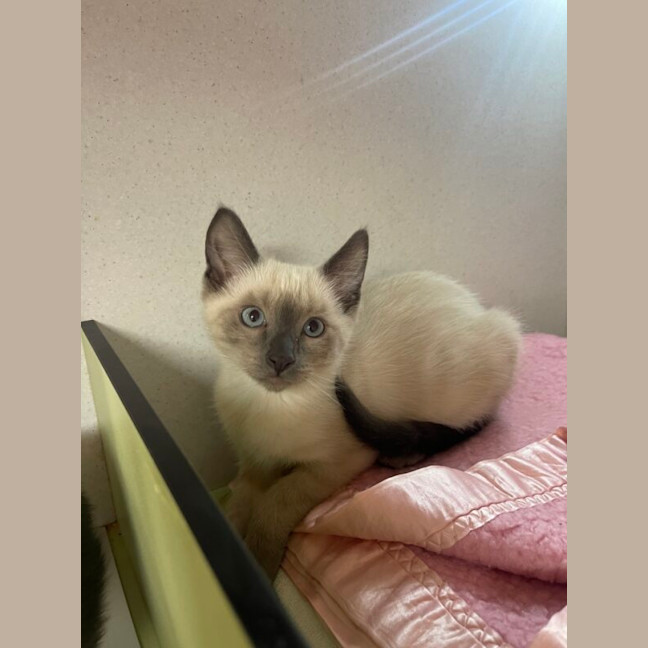 Photo of Basil