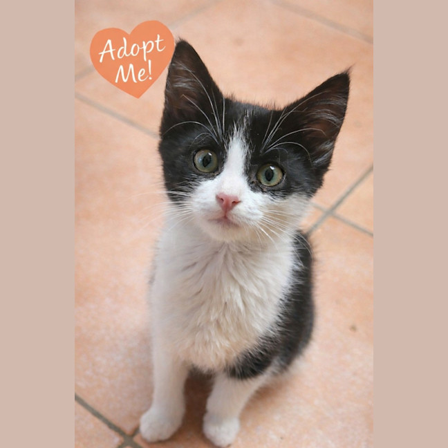 Photo of 🌸 Lily 🌸